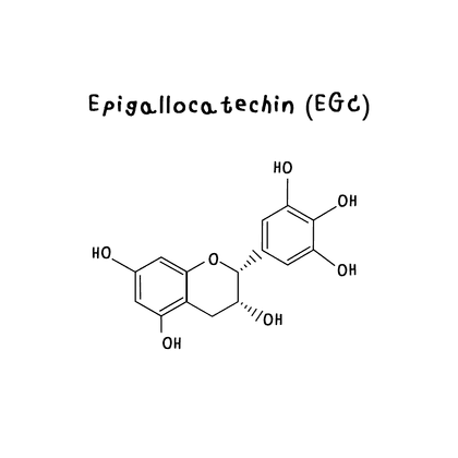 Epigallocatechin gallate (EGCg)