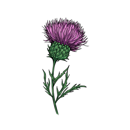 Thistle