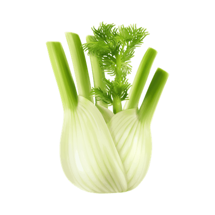 Fennel