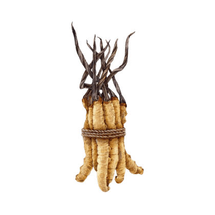 Cordyceps