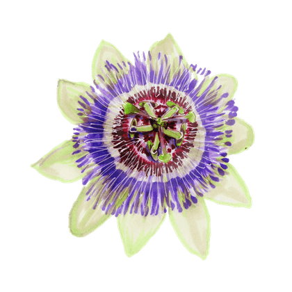 Passiflora