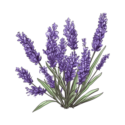 Lavender